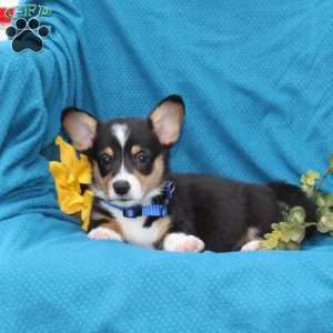 Pepper, Pembroke Welsh Corgi Puppy